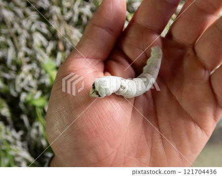 Silkworm 121704436
