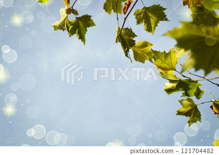Branches with green maple leaves against a background of blue sky with transparent bokeh Branches with green maple leaves against a background of blue sky with transparent bokeh 121704482