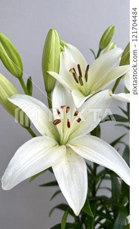 Delicate White Lily Blossoms With Buds on a Neutral Background Delicate White Lily Blossoms With Buds on a Neutral Background 121704484