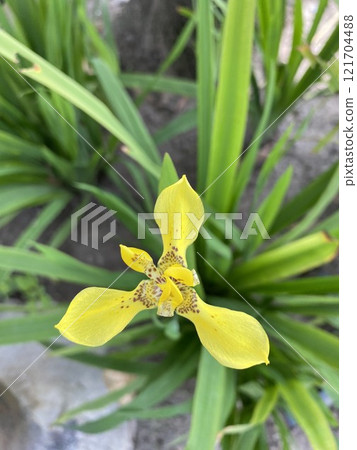 Yellow iris flower in the garden, closeup of photo. 121704488