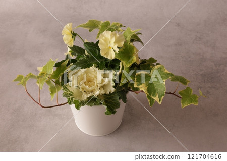 Yellow-based planting Yellow-based planting 121704616