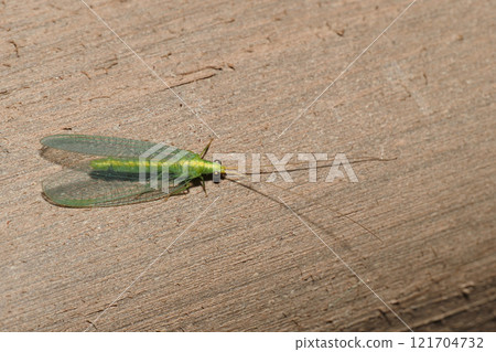 Winter Spotted Mayfly 121704732
