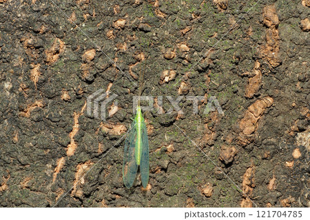 Winter Spotted Mayfly Winter Spotted Mayfly 121704785