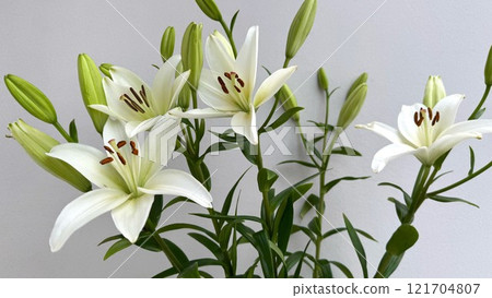 Elegant Close-Up of White Lilies With Green Stems Against a Neutral Background Elegant Close-Up of White Lilies With Green Stems Against a Neutral Background 121704807