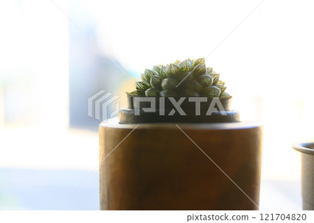 Succulent plants 121704820