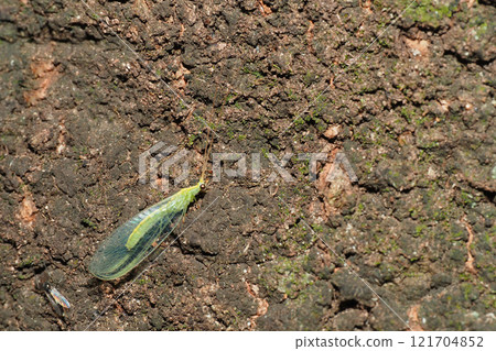 Winter Spotted Mayfly Winter Spotted Mayfly 121704852