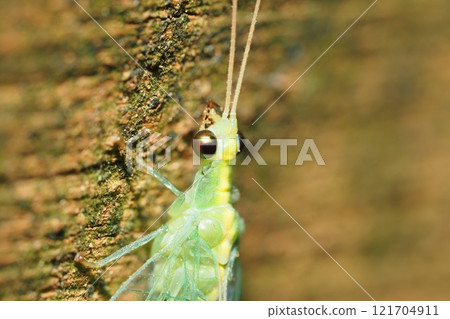 冬天的青金石蜉蝣 121704911