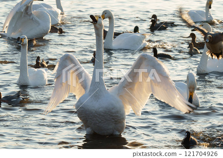 Swans floating on the water Swans floating on the water 121704926