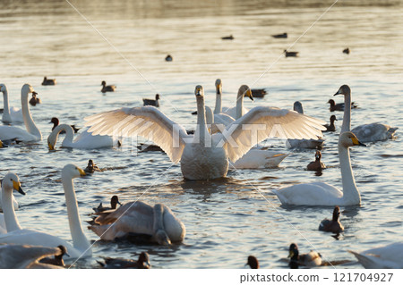 Swans floating on the water Swans floating on the water 121704927