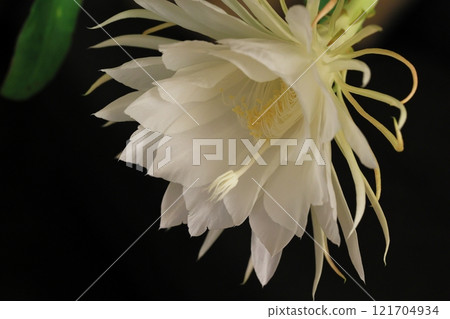 曇花 曇花 121704934