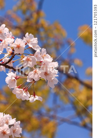 櫻花盛開 121705393