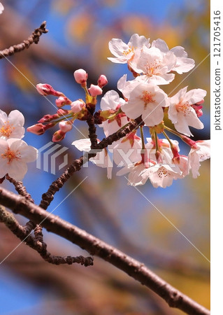 櫻花盛開 121705416