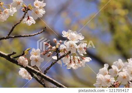 櫻花盛開 121705417