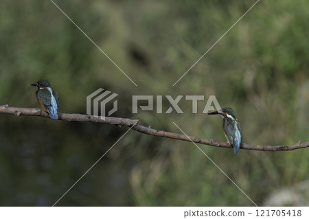 兩隻翠鳥棲息在樹枝上 121705418
