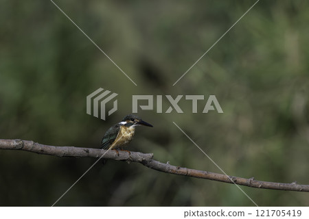 停在樹枝上的金魚 121705419