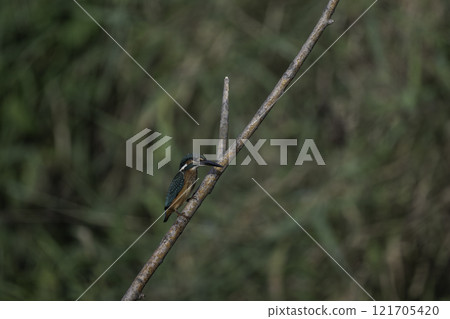 翠鳥棲息在樹枝上 121705420