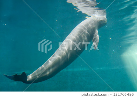 江豚 江豚 121705486