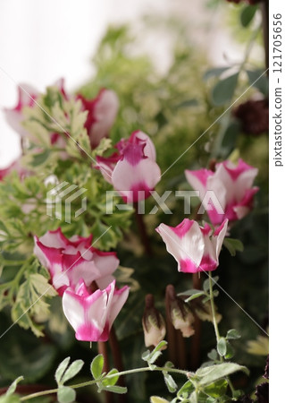 Red and white cyclamen 121705656