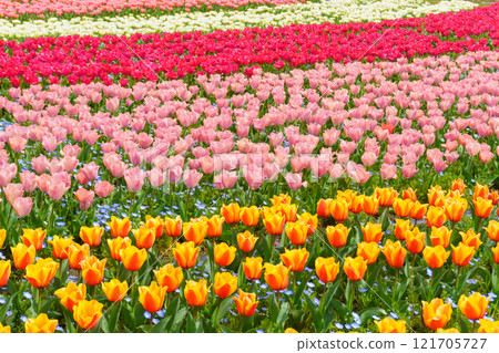Colorful tulip field 121705727