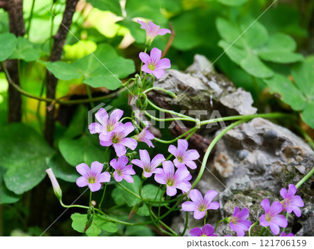 Blooming beautiful small flowers Blooming beautiful small flowers 121706159