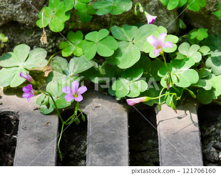 Blooming beautiful small flowers beside manhole cover 121706160