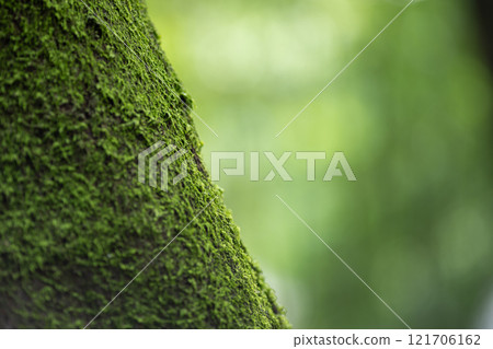Close up of Moss on tree trunk, Close up of Moss on tree trunk, 121706162