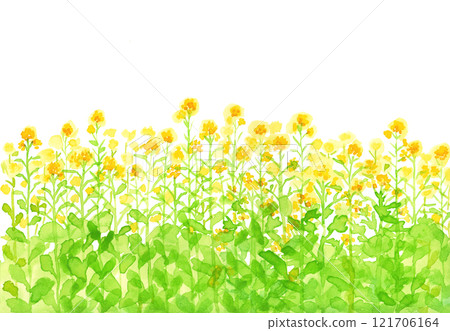 Hand painted watercolor rapeseed background 121706164