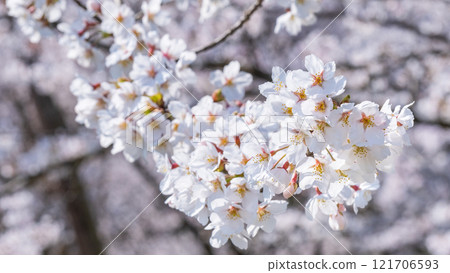 Cherry Blossoms Cherry Blossoms 121706593