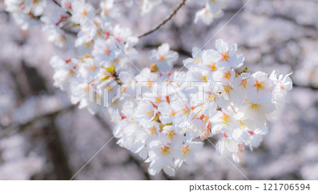 Cherry blossoms (soft focus) 121706594