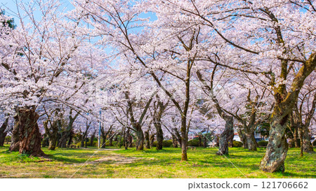 Cherry blossoms at Muramatsu park 121706662