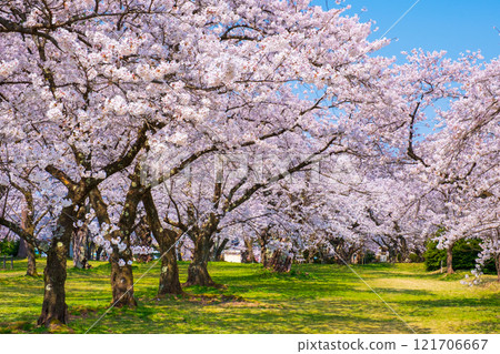 Muramatsu公園的櫻花 121706667