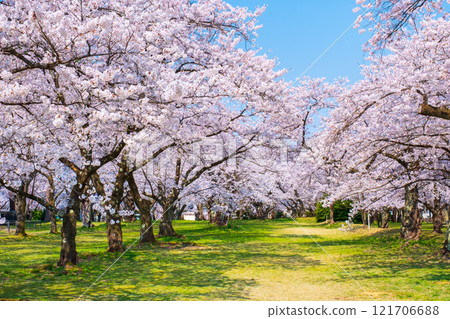 Cherry blossoms at Muramatsu park Cherry blossoms at Muramatsu park 121706688