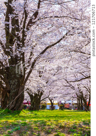 Muramatsu公園的櫻花 121706713