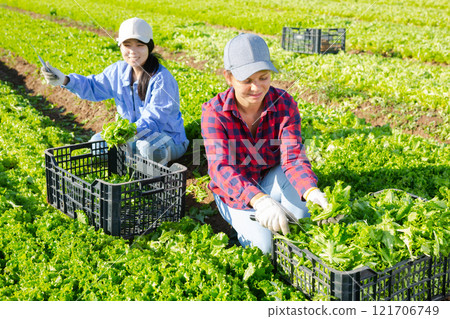 Two positive young female farmers harvesting green lettuce leaves 121706749