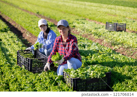 Team of workers harvests ripe green lettuce on plantation 121706814