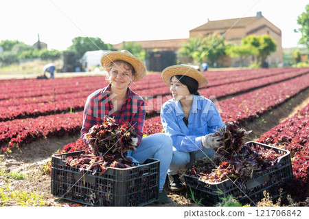Portrait of two farm workers holding boxes with freshly picked organic red lettuce during harvest on field 121706842