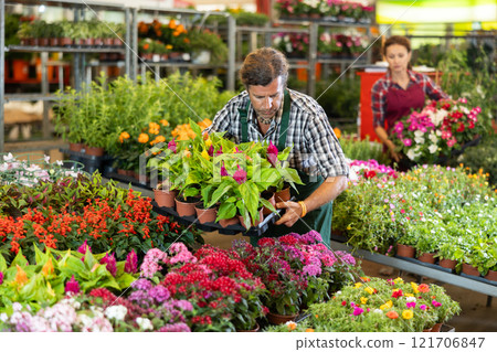 Middle-aged salesman arranging flower-pots with different flowers 121706847
