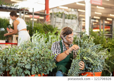 Male employee sorts out goods, carries out daily care with young eucalyptus plant Male employee sorts out goods, carries out daily care with young eucalyptus plant 121706926
