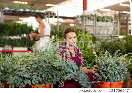 Female employee sorts out goods, carries out daily care with young eucalyptus plant 121706947