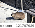 Rockdash, a small animal on the summit of Table Mountain 121707089