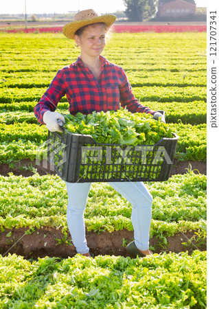 Happy young female farmer posing on plantation with harvested green lettuce Happy young female farmer posing on plantation with harvested green lettuce 121707341