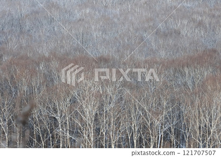 仲冬的白樺林 121707507