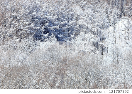 Hoarfrost forest, frigid morning, silver forest 121707592