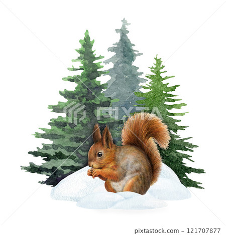 Cute little squirrel in snow piles in front of fir tree background. Hand drawn winter mood illustration. Winter season wildlife nature scene. Funny squirrel under conifer trees on white background Cute little squirrel in snow piles in front of fir tree background. Hand drawn winter mood illustration. Winter season wildlife nature scene. Funny squirrel under conifer trees on white background 121707877