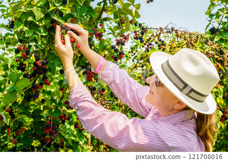 Harvesting blackberries 121708016