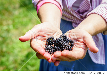 Fresh blackberries 121708017