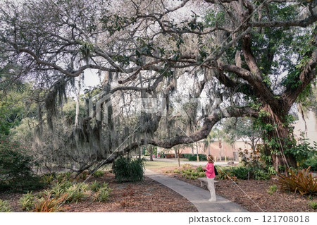 Southern Oak tree 121708018