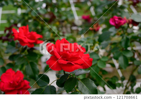 A red rose A red rose 121708661