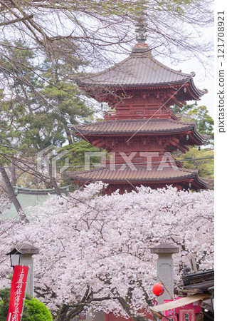 【日本】千葉縣市川市法華寺盛開的櫻花與五層寶塔 【日本】千葉縣市川市法華寺盛開的櫻花與五層寶塔 121708921
