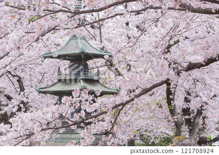 [Japan] Lanterns surrounded by cherry blossoms in full bloom at Hokekyoji Temple in Ichikawa, Chiba Prefecture 121708924